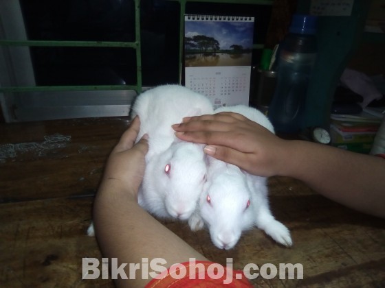 Belgium breed rabbit